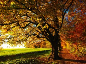 tree with orange leaves in fall